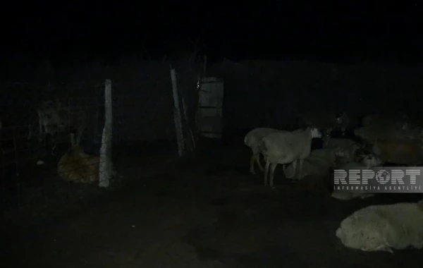 3 baş atı kəsərək ətini Bakıda satmaq istəyən Biləsuvar sakini saxlanılıb - FOTO