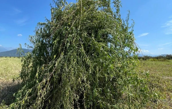 В Загатале уничтожено 3,5 тонны наркосодержащих растений - ФОТО