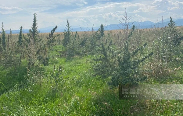 Xocalıda narkotik transplantasiyası aşkarlanıb - FOTO