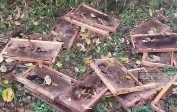 В Азербайджане медведи напали на пчеловодческое хозяйство и съели мед из ульев - ФОТО