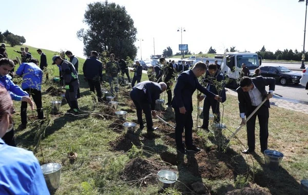 Bakıda növbəti ağacəkmə aksiyası keçirilib - FOTO
