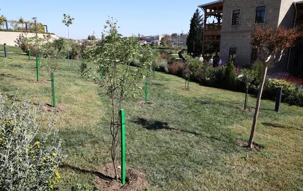 Bakıda növbəti ağacəkmə aksiyası keçirilib - FOTO
