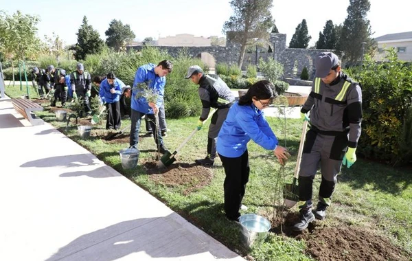 Bakıda növbəti ağacəkmə aksiyası keçirilib - FOTO