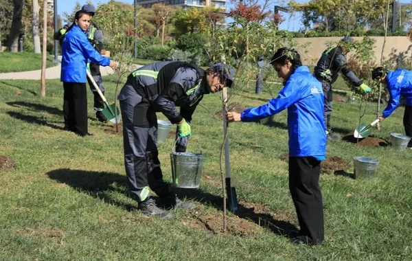 Bakıda növbəti ağacəkmə aksiyası keçirilib - FOTO
