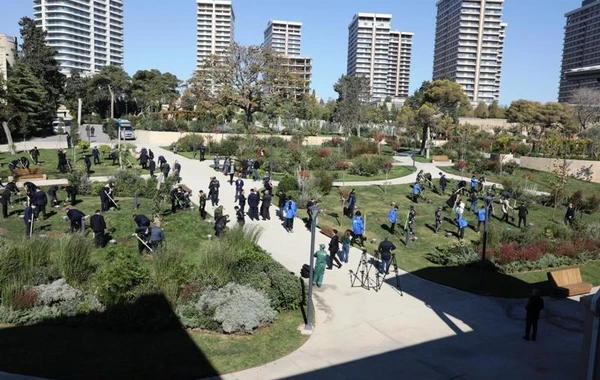 Bakıda növbəti ağacəkmə aksiyası keçirilib - FOTO