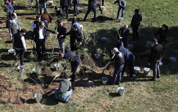 Bakıda növbəti ağacəkmə aksiyası keçirilib - FOTO
