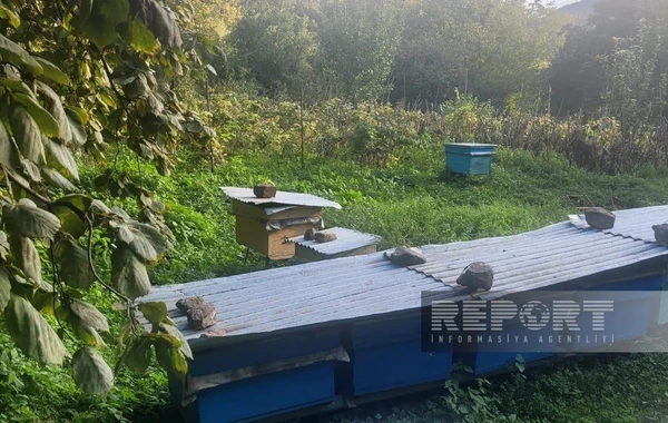 В Гейгеле медведи причинили ущерб местным хозяйствам - ФОТО