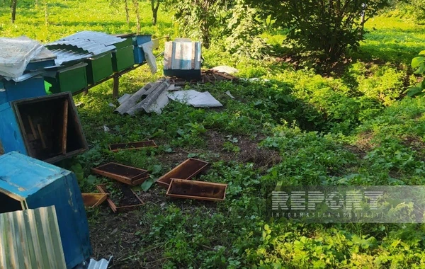 В Гейгеле медведи причинили ущерб местным хозяйствам - ФОТО