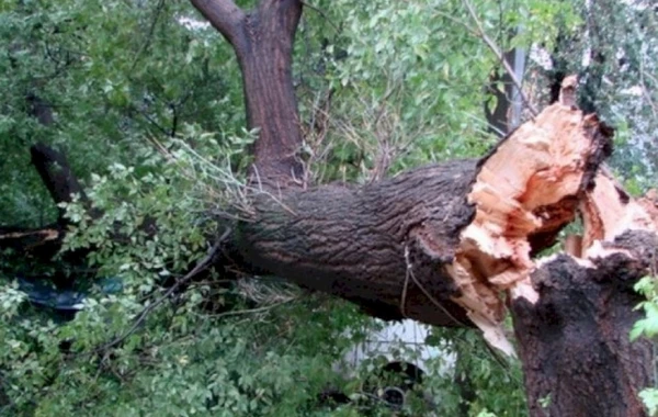 Ağstafada BƏDBƏXT HADİSƏ: Üstünə ağac aşan gənc öldü