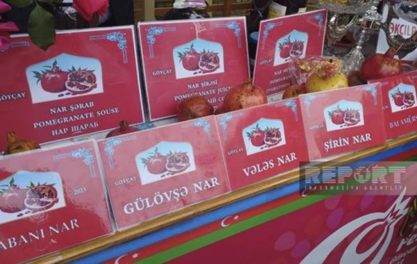 Göyçayda XV Nar festivalı keçirilir - FOTO