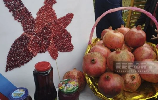 Göyçayda XV Nar festivalı keçirilir - FOTO