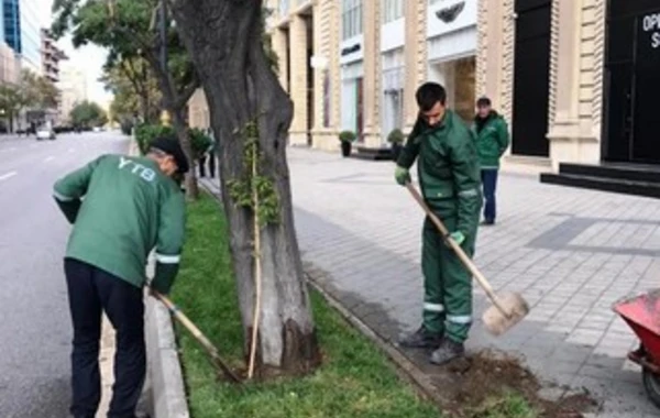 Bakıda yaşıllaşdırma işləri aparılır - FOTO