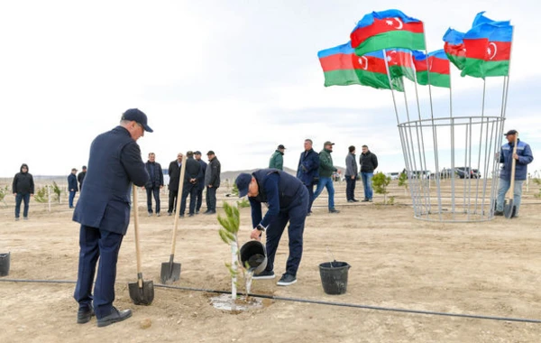 Heydər Əliyevin 100 illik yubileyinə həsr olunmuş ağacəkmə aksiyası keçirilib - FOTO