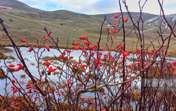 Batabatın heyranedici payız mənzərəsindən FOTOREPORTAJ