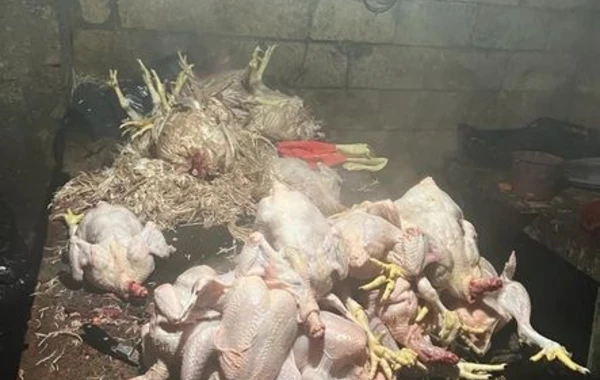 Masallıda toyuq kəsim sexinin işi məhdudlaşdırılıb - FOTO