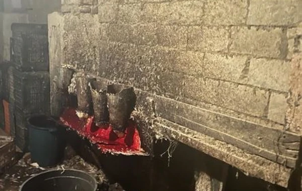 Masallıda toyuq kəsim sexinin işi məhdudlaşdırılıb - FOTO