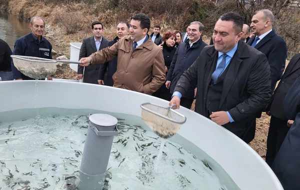 Göygöl Milli Parkının ərazisində su hövzəsinə 1500-dən çox balıq körpəsi buraxılıb - FOTO