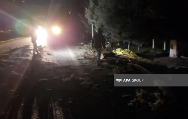 Çağırışa gedən təcili yardım avtomobilinin üzərinə ağac düşüb - FOTO