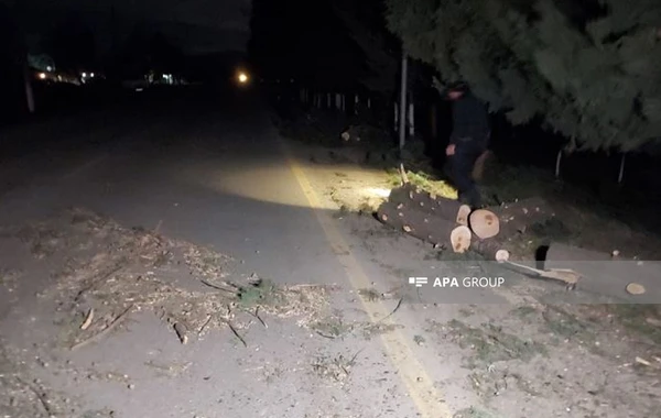 Çağırışa gedən təcili yardım avtomobilinin üzərinə ağac düşüb - FOTO
