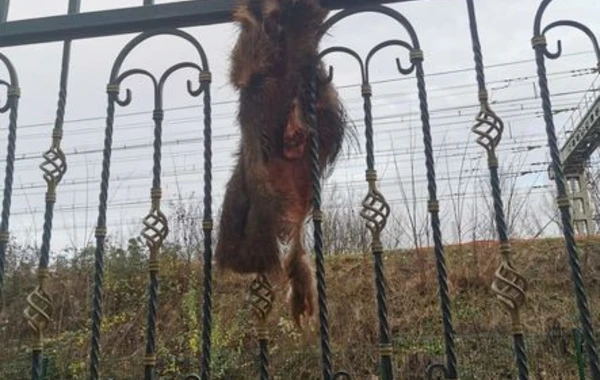 Во Франции на ворота мечети подвесили голову и тушу кабана - ФОТО