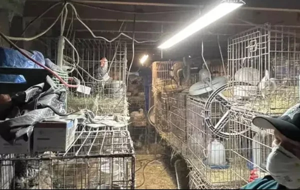 48 yaşlı qadının evindən 75 toyuq, 142 pişik, itlər və ördəklər çıxdı - FOTO