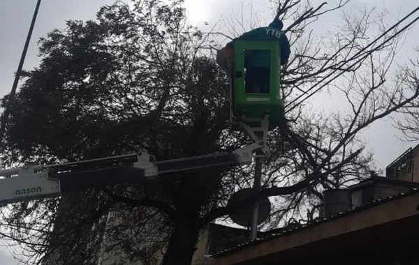 Bakıda güclü külək 27 ağacı aşırdı - FOTO