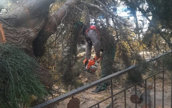 Bakıda güclü külək 27 ağacı aşırdı - FOTO