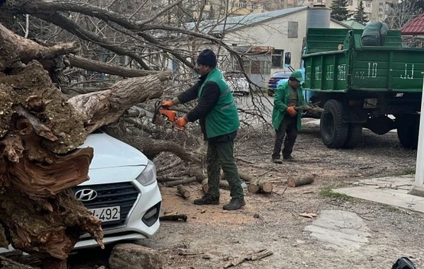 Bakıda güclü külək 27 ağacı aşırdı - FOTO