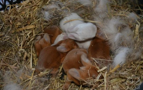 Dovşan ili dovşançılıq təsərrüfatları üçün nə ilə yadda qaldı? - REPORTAJ + FOTO