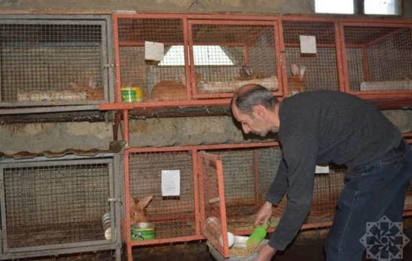 Dovşan ili dovşançılıq təsərrüfatları üçün nə ilə yadda qaldı? - REPORTAJ + FOTO