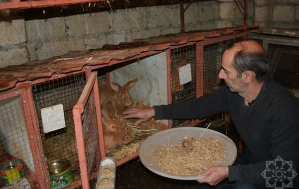 Dovşan ili dovşançılıq təsərrüfatları üçün nə ilə yadda qaldı? - REPORTAJ + FOTO