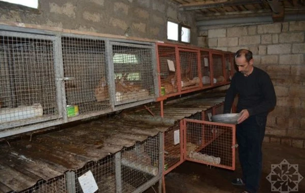 Dovşan ili dovşançılıq təsərrüfatları üçün nə ilə yadda qaldı? - REPORTAJ + FOTO