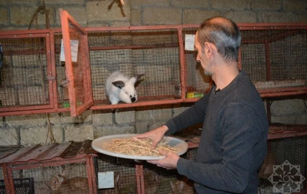 Dovşan ili dovşançılıq təsərrüfatları üçün nə ilə yadda qaldı? - REPORTAJ + FOTO
