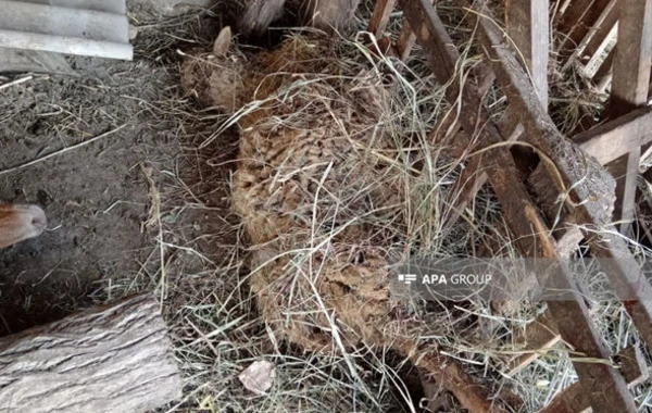 Zaqatalada canavar mal-qaraya hücum edib - FOTO