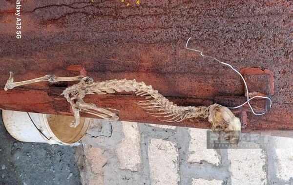 Tərtərdə naməlum heyvan skeleti tapılıb - FOTO