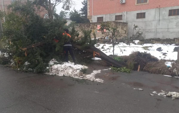 Güclü qar Lənkəranda fəsadlar törətdi - FOTO/VİDEO