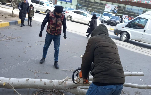 Bakıda avtomobilin üstünə aşan ağacın fəsadları ARADAN QALDIRILDI - FOTO/VİDEO - YENİLƏNİB