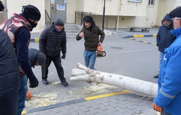 Bakıda avtomobilin üstünə aşan ağacın fəsadları ARADAN QALDIRILDI - FOTO/VİDEO - YENİLƏNİB
