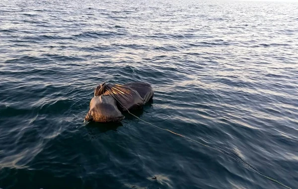 DSX Xəzər dənizində əməliyyat keçirdi - 14 kq-dan çox marixuana aşkarlanıb - FOTO