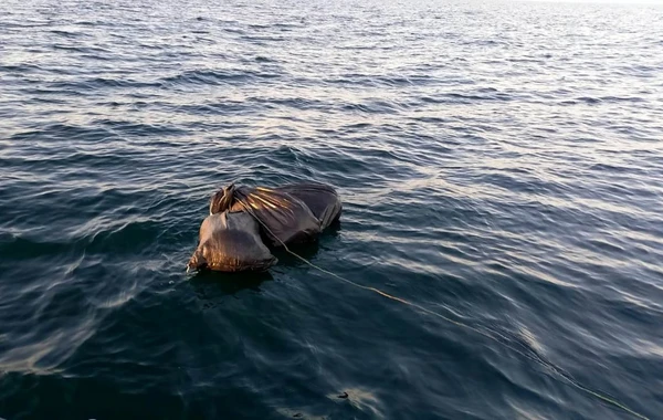 ГПС: В Каспийском море обнаружено более 14 кг марихуаны - ФОТО