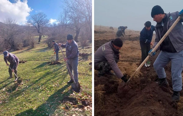 Su çərşənbəsində meşə fondu torpaqlarında 55 mindən çox ağac əkilib - FOTO