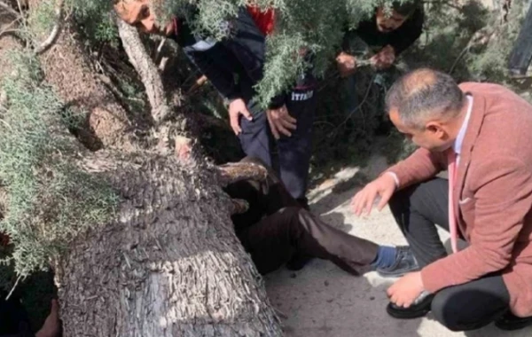 Türkiyədə seçki öncəsi ağlasığmaz olay - Sədrliyə namizədin və oğlunun üstünə AĞAC AŞDI - FOTO