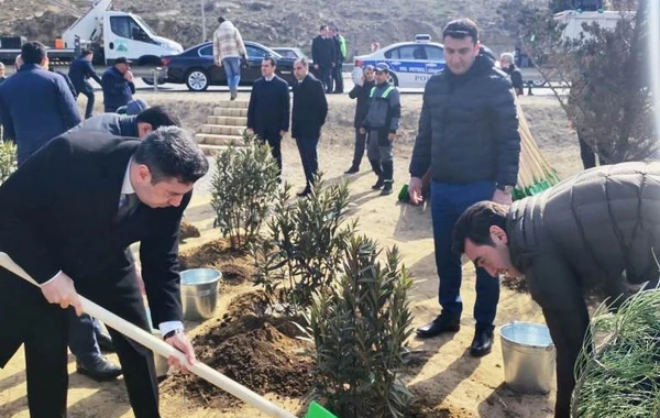 Bakıda növbəti ağacəkmə aksiyası keçirilib - FOTO