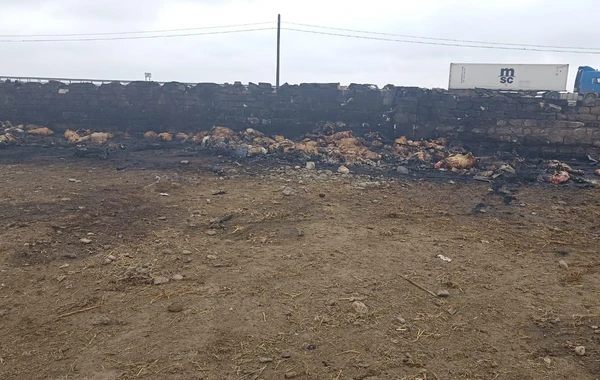 Goranboyda ferma yandırılıb, 230 baş heyvan tələf olub - FOTO