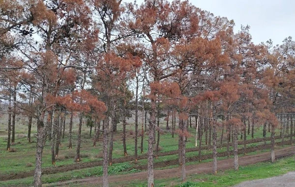 Yevlaxda zərərvericilər çox sayda "Eldar Şamı"nı qurudub, kəsilməsinə qərar verilib - FOTO