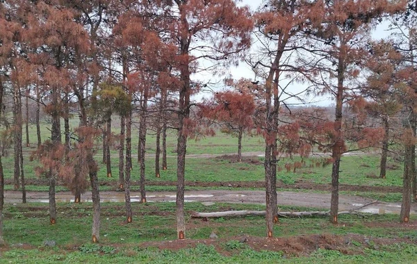Yevlaxda zərərvericilər çox sayda "Eldar Şamı"nı qurudub, kəsilməsinə qərar verilib - FOTO