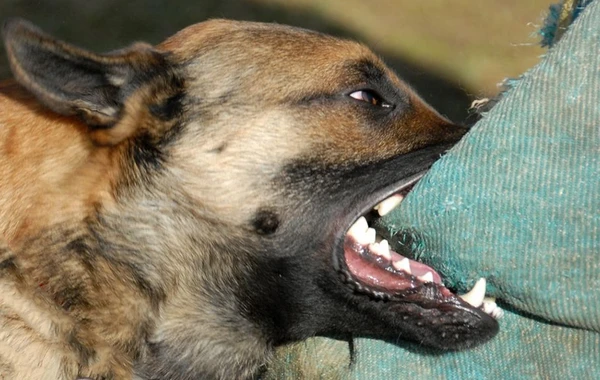 Bakıda məktəbin həyətində şagirdi it DİŞLƏDİ