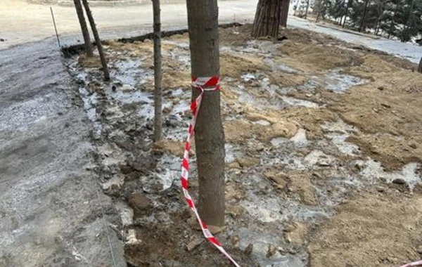 Bakıda yaşıllıq ərazinin məhv edilməsi ilə bağlı yayılan iddialara CAVAB - YENİLƏNİB + FOTO