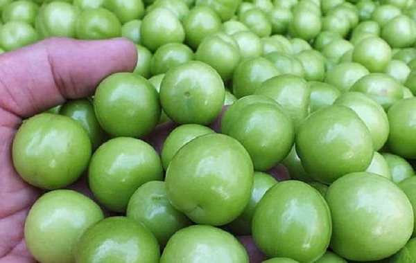 Yazın dadı cib yandırır: Cəmi beş ədəd alça yeddi manata satılır