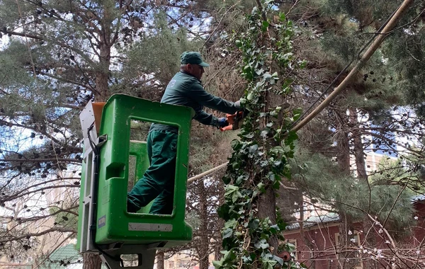 Güclü külək Bakıda 20 ağacı sındırıb - FOTO